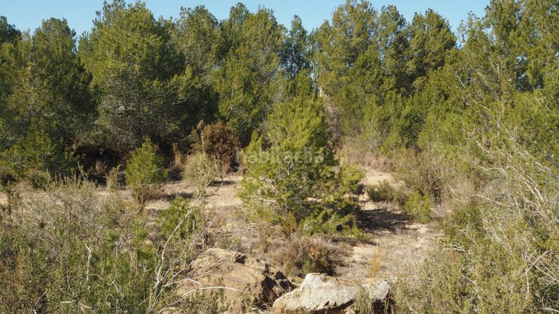 Foto f4d9df5f-d7bd-48bb-942f-472c1591b562. Finca rústica a calle font 14 a Font de la Teula - Mas de Pavia Torrent
