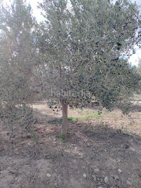Foto 5ed0536a-d8aa-466b-90ef-71928fb4e822. Finca rústica a Gilet