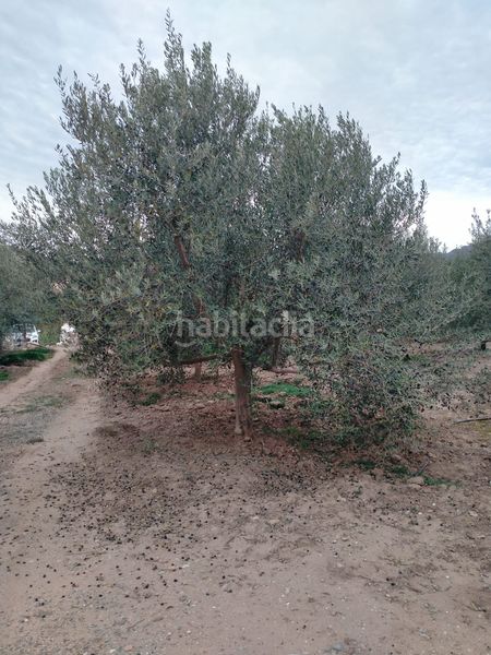Foto e6090d59-bd1e-4534-b710-519f151e6f8d. Finca rústica a Gilet