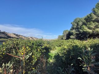Fondo rustico  Camino camino cañada umbría. Terreno rustico de limoneros