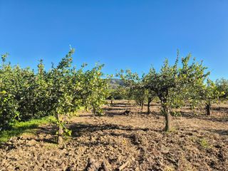 Finca rústica a Álora