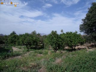 Finca rústica a Torreagüera