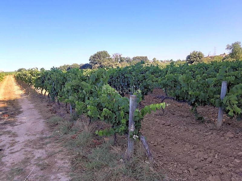 Foto 0da3d51b-9ef3-4904-ab31-c56687594403. Finca rústica a Olèrdola