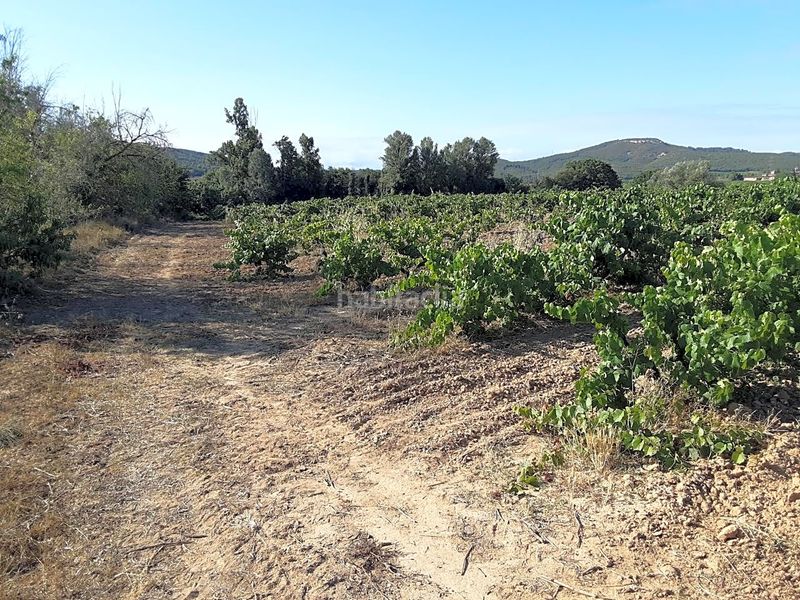 Foto 1da39941-7bac-47ae-9964-64c7c0de6e49. Finca rústica a Olèrdola