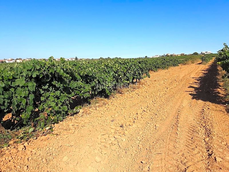 Foto 4806e718-e006-40c4-9310-62171e07f521. Finca rústica a Olèrdola