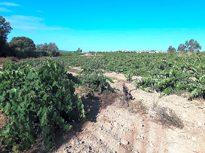Foto 57f6a42f-801b-48fe-9554-7c191d61e874. Finca rústica a Olèrdola