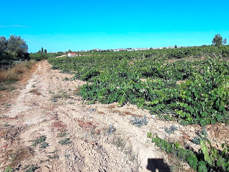 Foto 64ff3e16-8cb8-4f46-bfac-4c55ef7dc200. Finca rústica a Olèrdola