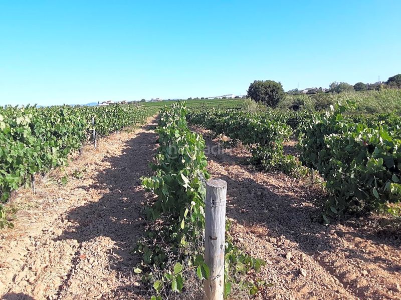 Foto 7eafc2b3-cc67-4168-b65a-b689382b9fa8. Finca rústica a Olèrdola