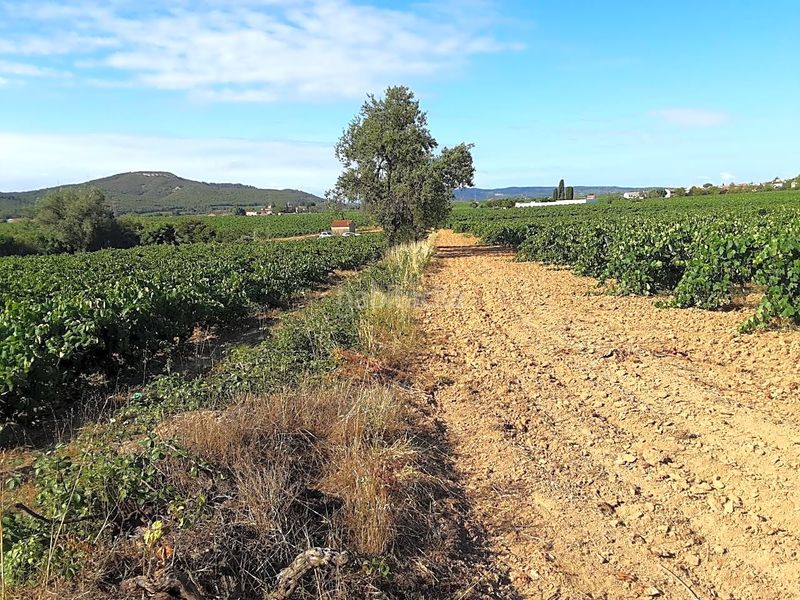 Foto a23c88c8-19e1-4ef7-9e3f-1c7ce2eed340. Finca rústica a Olèrdola