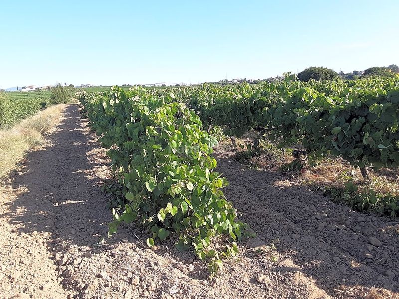 Foto c3ba60d5-a821-4f18-9bf5-0adfdc9105e2. Finca rústica a Olèrdola