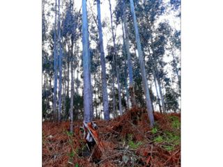 Rural plot  Calle pedra. Venta de monte en protección forestal