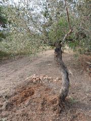 Fondo rustico in Poble. Terreno agrícola en montroig del camp  oportunidad única