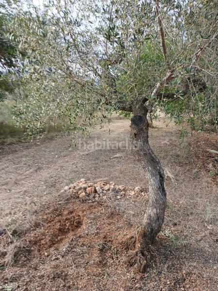 Foto c22cdc6c-bde0-422f-b3b4-5ff45462e8cb. Landgut in Poble Mont-roig del Camp