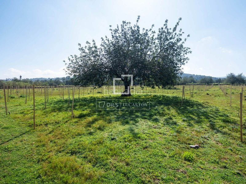 Foto 5e5b675e-b640-42ac-8682-1f79a3429930. Finca rústica a Sant Antoni de Portmany