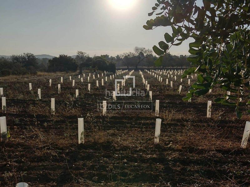 Foto e7df1005-4024-4f2c-86f7-f40ff27bbed3. Finca rústica a Sant Antoni de Portmany