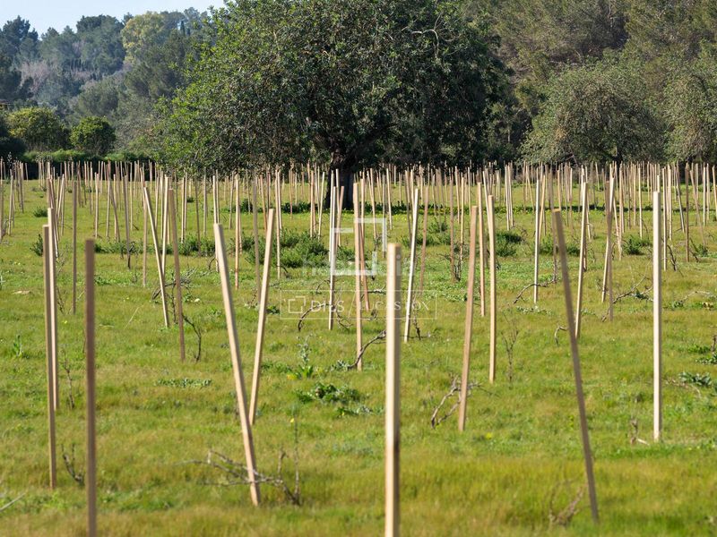 Foto f601bf12-7b82-4e87-8b2a-cdb508679c43. Finca rústica a Sant Antoni de Portmany