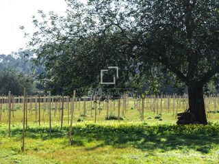 Fondo rustico in Sant Antoni de Portmany. Parcela en excelentes condiciones en venta en san antonio, islas
