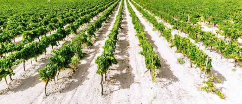 Foto a9628e3a-6a8d-4e0f-80d5-b32de7f0c855. Finca rústica a San Rafael Ronda