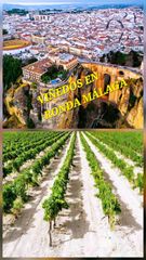 Finca rústica a San Rafael. Venta de viñedos en ronda málaga