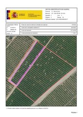 Fondo rustico in San Rafael del Río. Venta del 25% + 25% indiviso de finca rústica de cítricos en san