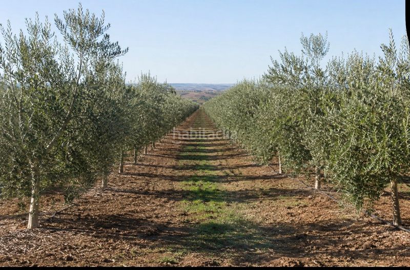 Foto 5d5d41ae-4c3b-4d3c-9930-2eb2e0c3607e. Finca rústica a Andújar