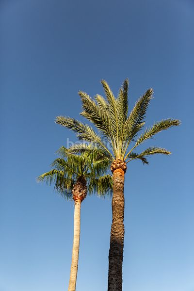 Foto 48709a4a-a4f9-4dcd-990b-c277192276e2. Apartament amb aparcament a Palmanova Calvià
