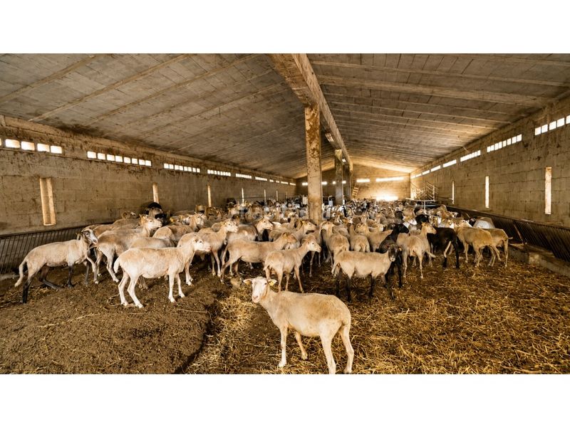 Foto 7c97d4fb-6195-493e-9b7c-acd0c2493b06. Casa amb aparcament a Ariany