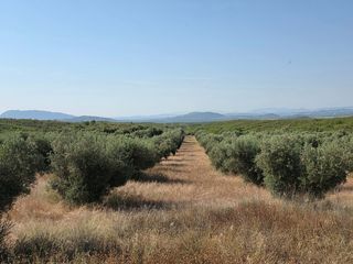 Rural plot in Moratalla