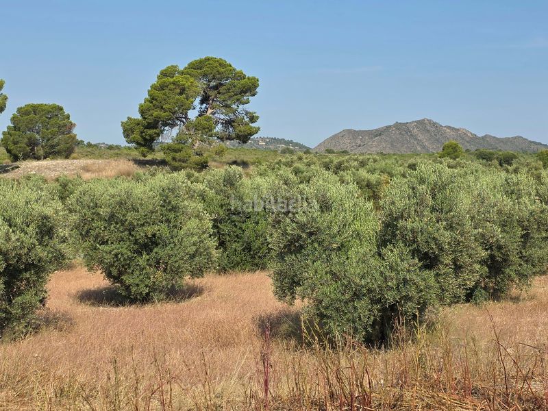 Foto cca11879-0310-488c-95dc-9c5c5b9602ce. Finca rústica a Moratalla