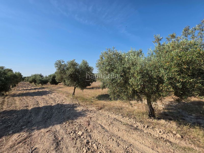 Foto 0db98a9d-fdd4-49a3-a2d7-c31976e35455. Finca rústica en Moratalla