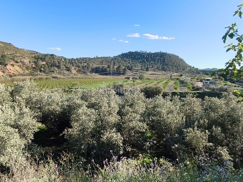 Foto c992f257-9a03-4ab1-9f0b-7640205a45cf. Finca rústica a Cehegín