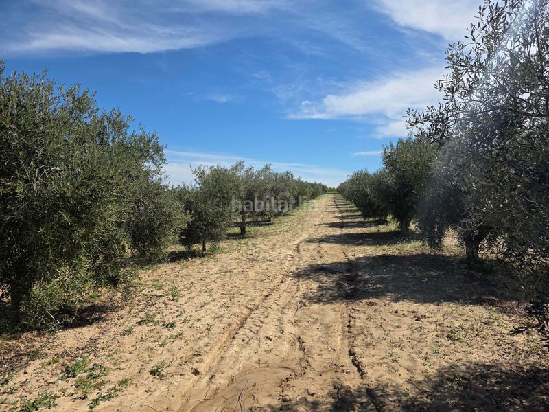 Foto 64113d6d-fa8f-4885-a474-cbdbdc57d682. Finca rústica en Calasparra