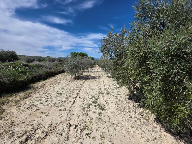 Foto cb7f2ecd-9253-449f-96b1-ef76f79e10db. Finca rústica en Calasparra
