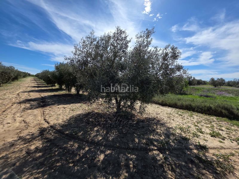 Foto cfb5200d-3d85-40b9-af52-16c3527fdc45. Finca rústica en Calasparra