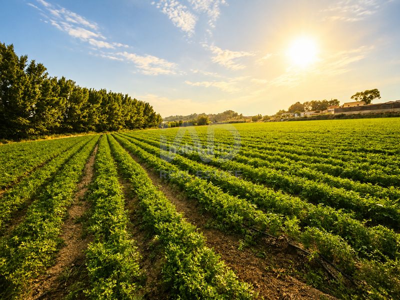 Foto 4eccdd68-9e97-4cb4-a73c-2c3b9ab3361d. Finca rústica a Calasparra