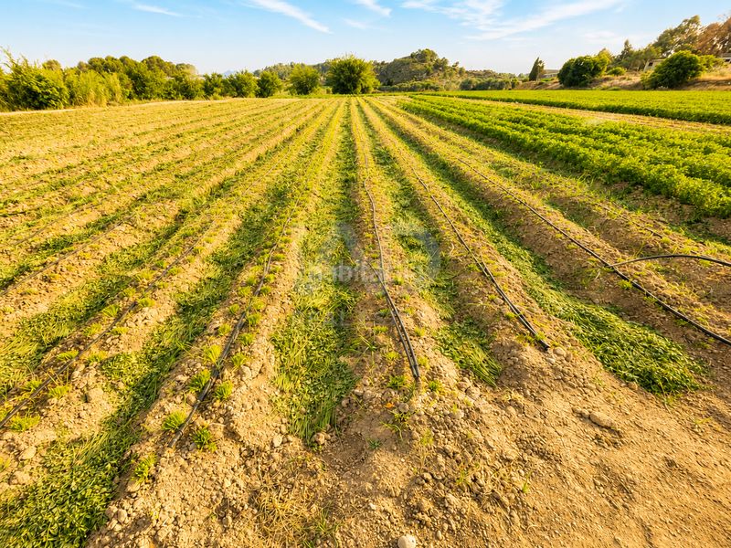 Foto e55909bb-4651-409b-9fe7-bf07fa6a7a3e. Finca rústica a Calasparra