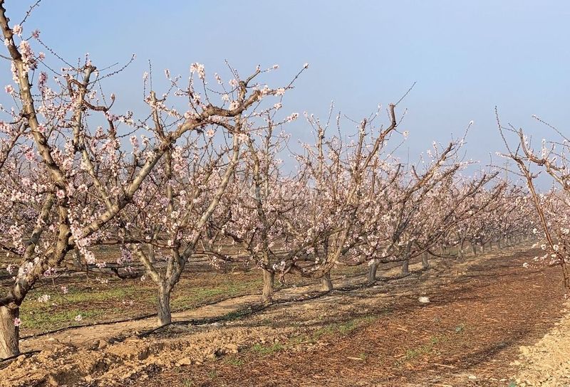 Foto eca174c7-f7e5-47cd-930e-d82a670cc012. Finca rústica en Cieza
