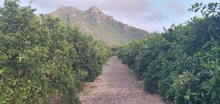 Finca rústica a Camí Sanchis