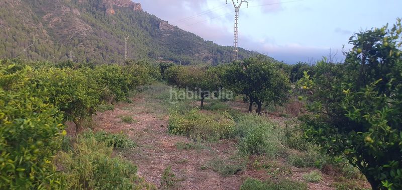 Foto 9a0ebf75-7129-4561-8a51-93925c8b54a3. Finca rústica a Urbanizaciones Gandia