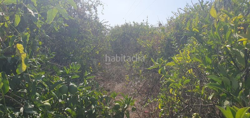 Foto 6a833652-82c0-49e5-b51b-ec10d77aa8b0. Finca rústica a Bellreguard