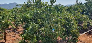 Finca rústica  Carrer camí tohuero. Terreno con mandarinos okitsu en marxuquera gandia