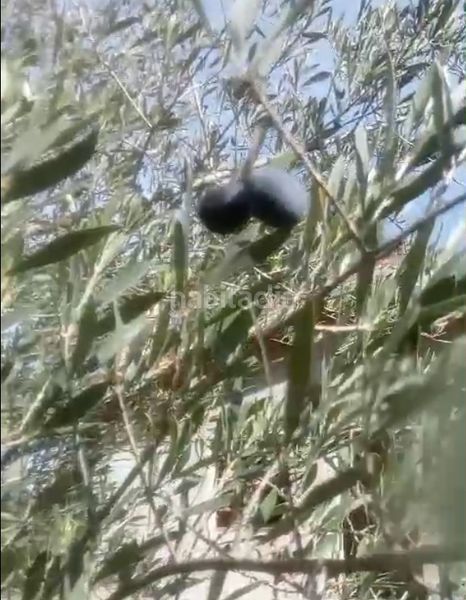 Foto f87c08ab-40c7-4d06-8fe1-aba0eaa7a393. Masia a Simat de la Valldigna