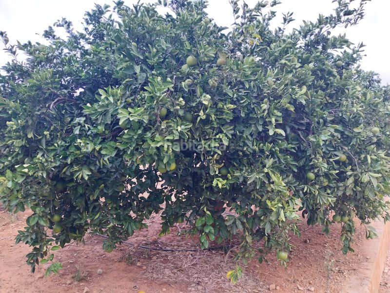 Foto 0e5b6f29-bdca-4a0d-bf7d-717d100ede3f. Finca rústica a Tavernes de la Valldigna