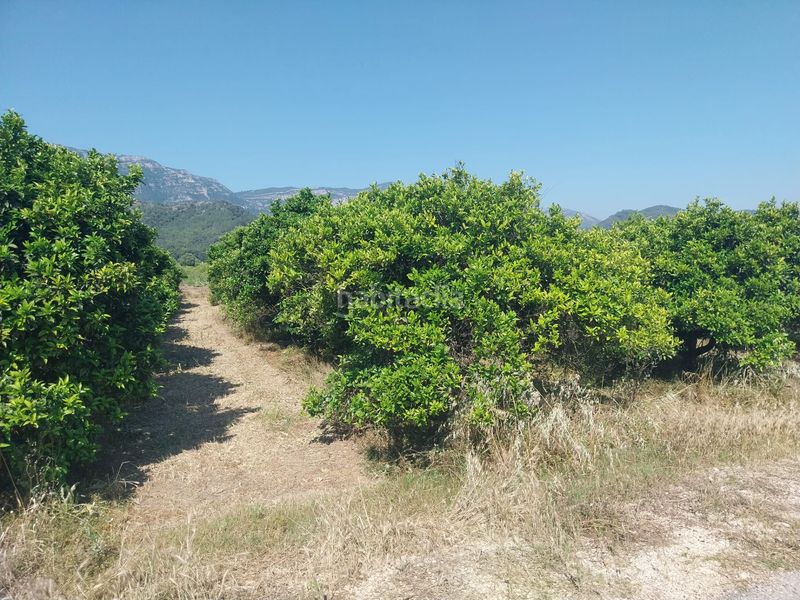 Foto 45749f57-6074-46da-b26b-304d8b0a72d3. Finca rústica a Tavernes de la Valldigna
