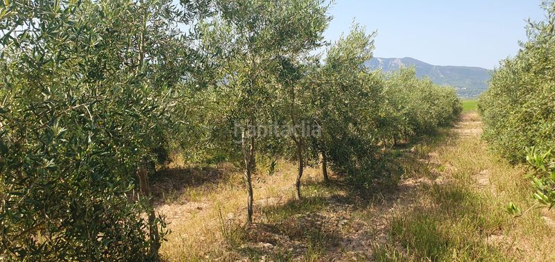 Foto 0aba6ec6-3b8b-47fc-a6c6-1fc5c9417d50. Finca rústica a Llaurí
