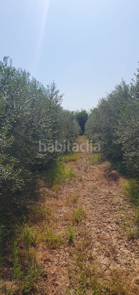 Foto 4d54ea73-26c9-486b-9365-7729ed7f8a2b. Finca rústica a Llaurí