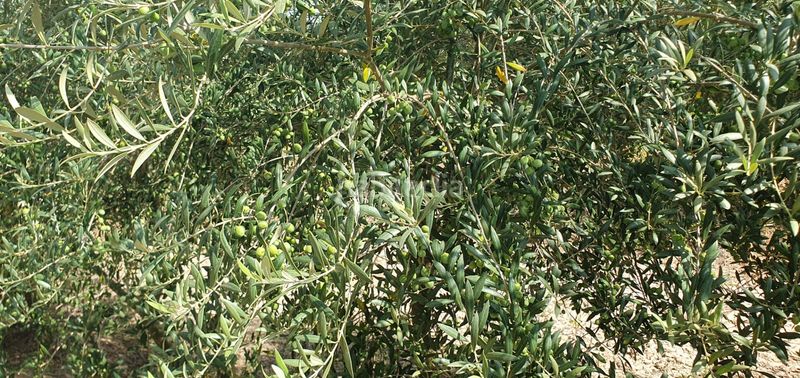 Foto 56763d86-dfa6-4946-82f0-bd25635ff7e2. Finca rústica a Llaurí
