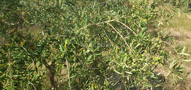Foto 689b35a6-cfae-4f58-a3d0-de956ffb7658. Finca rústica a Llaurí