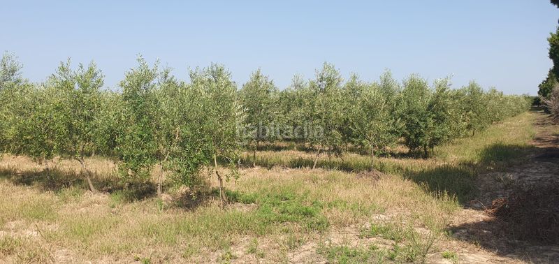 Foto a5624638-10d7-4c31-a682-4e70d7bd0cf7. Finca rústica a Llaurí