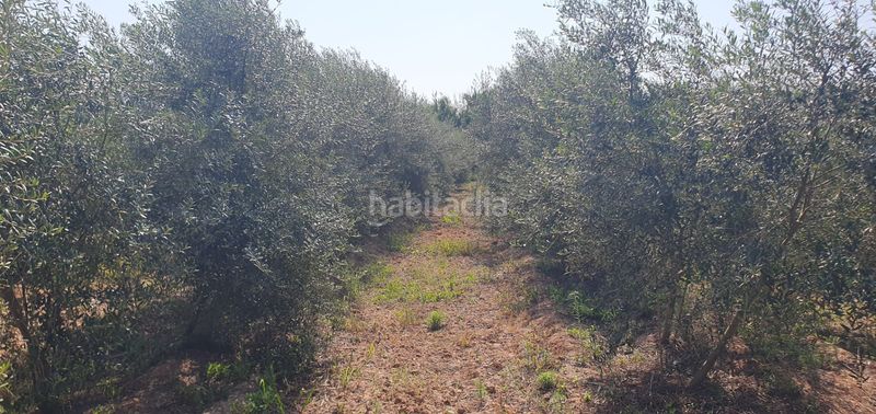 Foto aa95c402-38b8-4654-a821-837df15148b7. Finca rústica a Llaurí